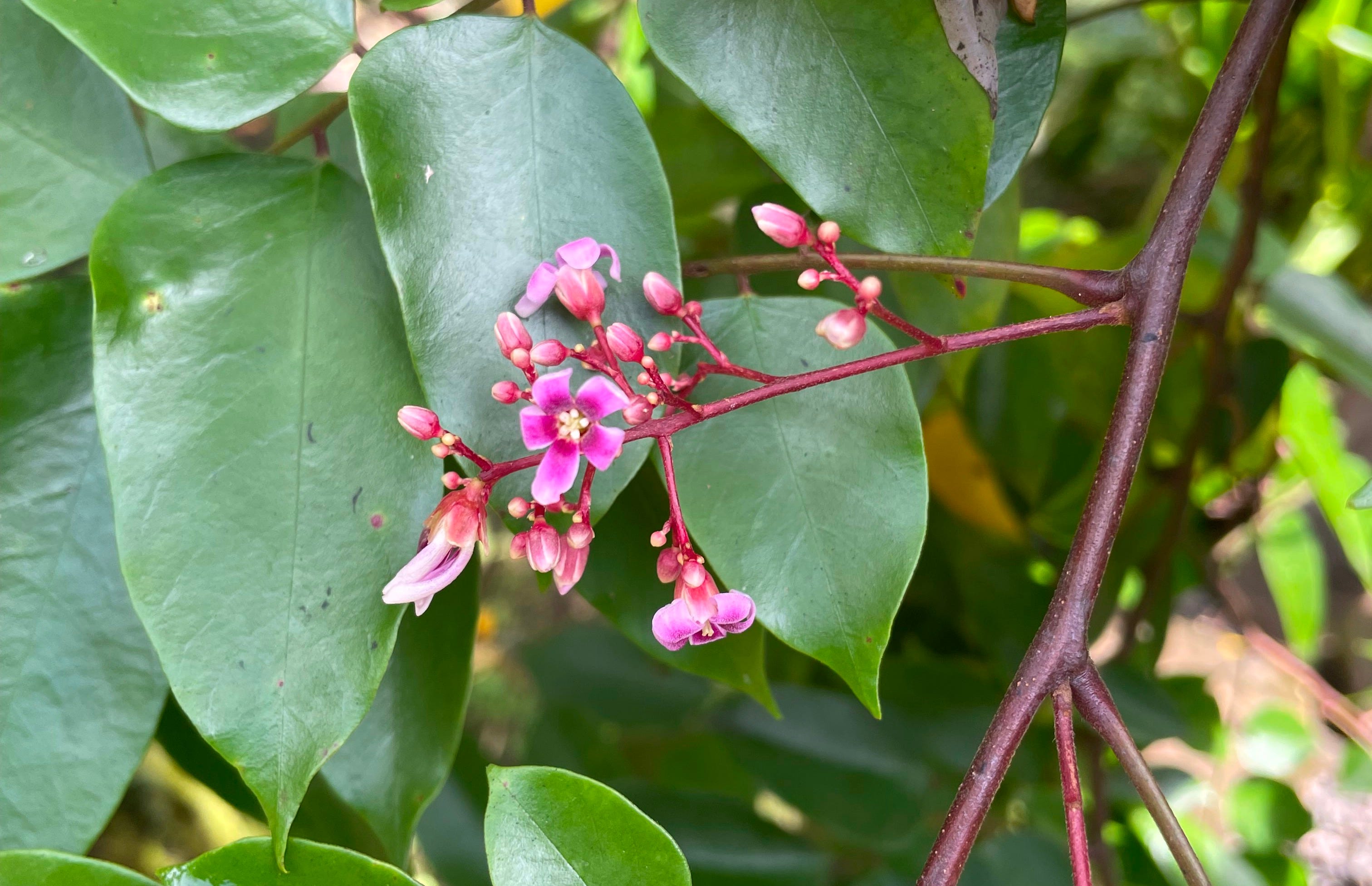 Your Chinese Medicine Guide to Spring - by Dr. Linh