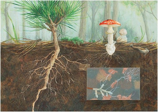 Figure 2 - The well-known poisonous fungus called fly agaric (Amanita muscaria) can form a mycorrhizal association with several types of trees, including pine trees, as shown here (Image credit: Angela Mele).