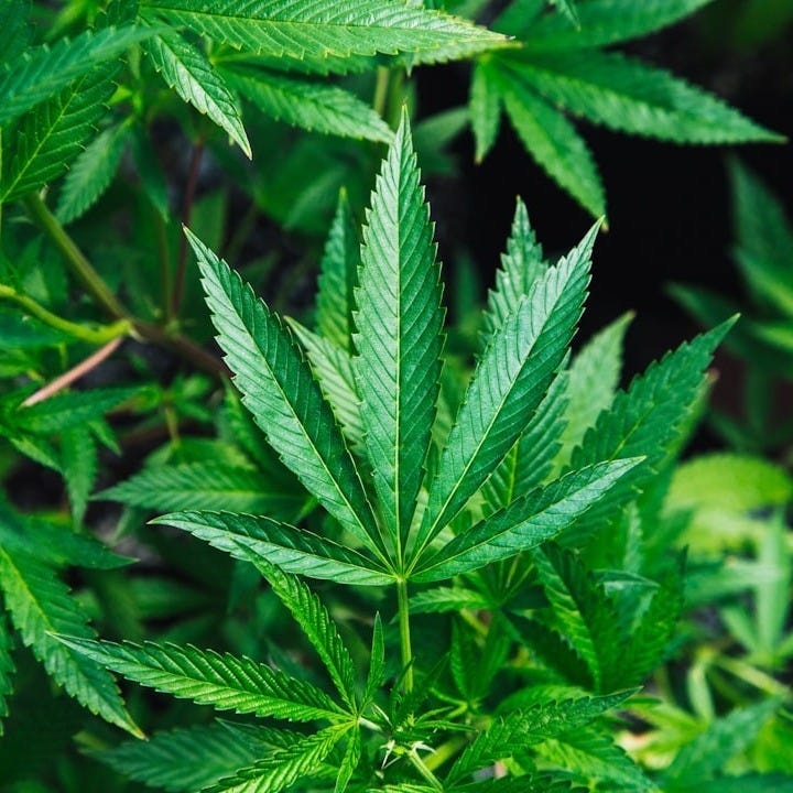 Marijuana smuggling is still big business for the Mexican Cartels along the US Southern Border - just not the business it once was. Marijuana smuggling is still big business for the Mexican Cartels along the US Southern Border - just not the business it once was.