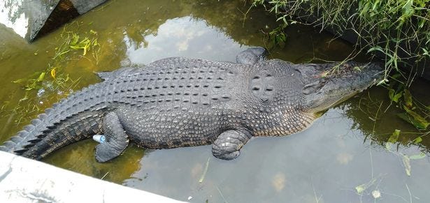 crocodilo-come-cientista-viva-2 crocodilo-come-cientista-viva-2