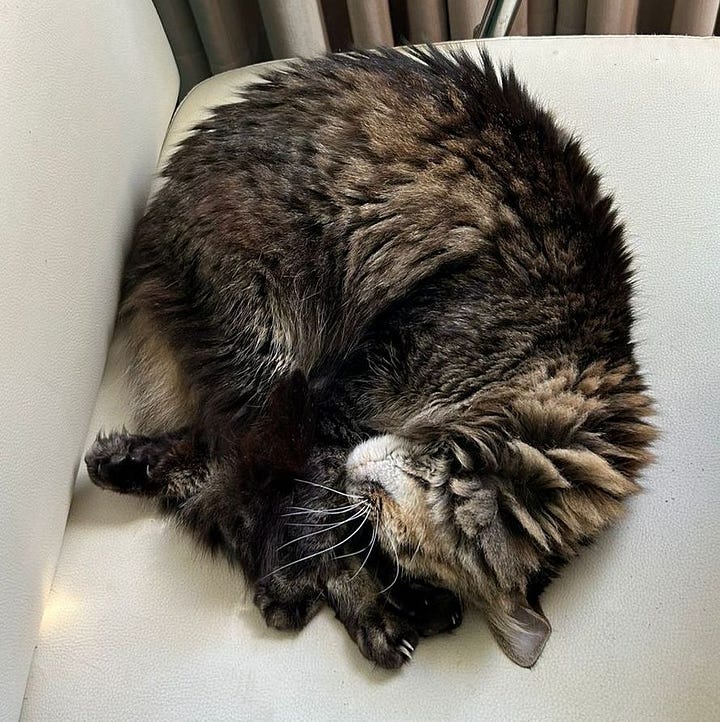 A gallery of four photos of Athena, looking up from the floor, sitting behind the bathtub, curled up on the chair, and baby Athena on a red blanket.