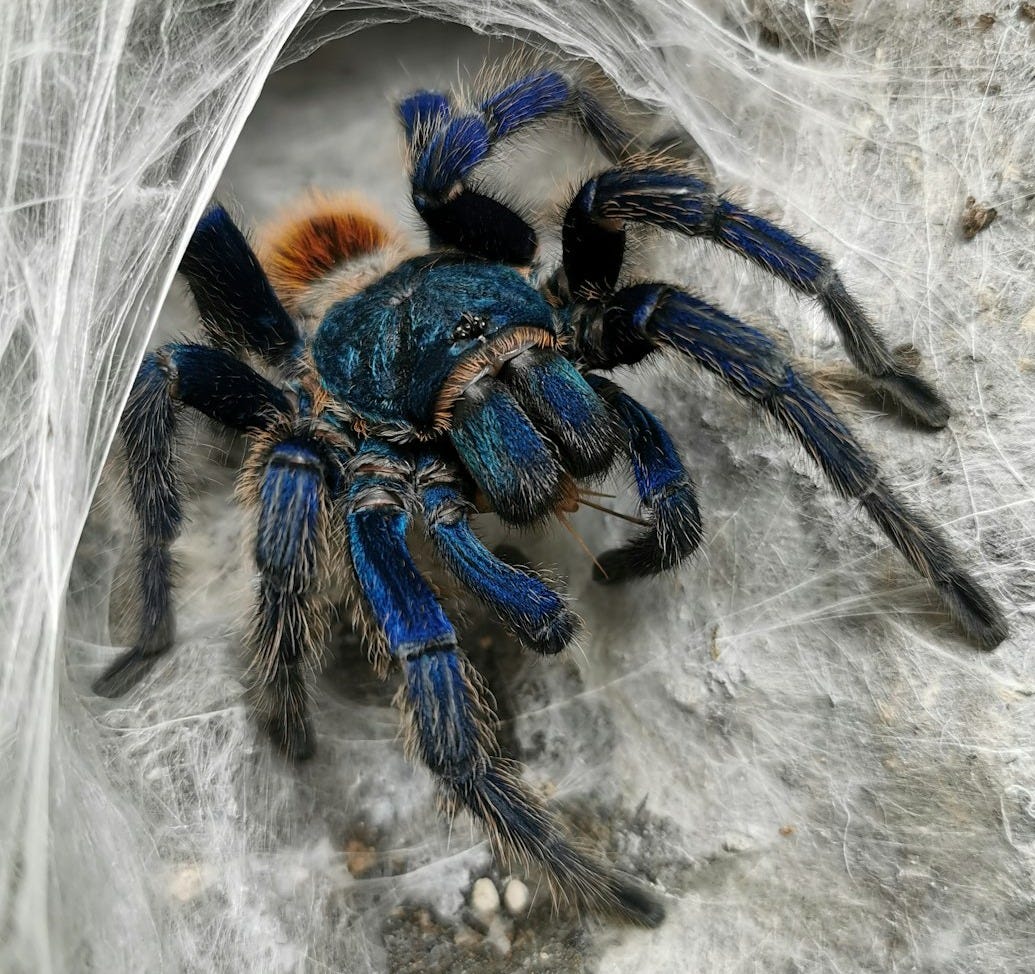 black tarantula on cobweb