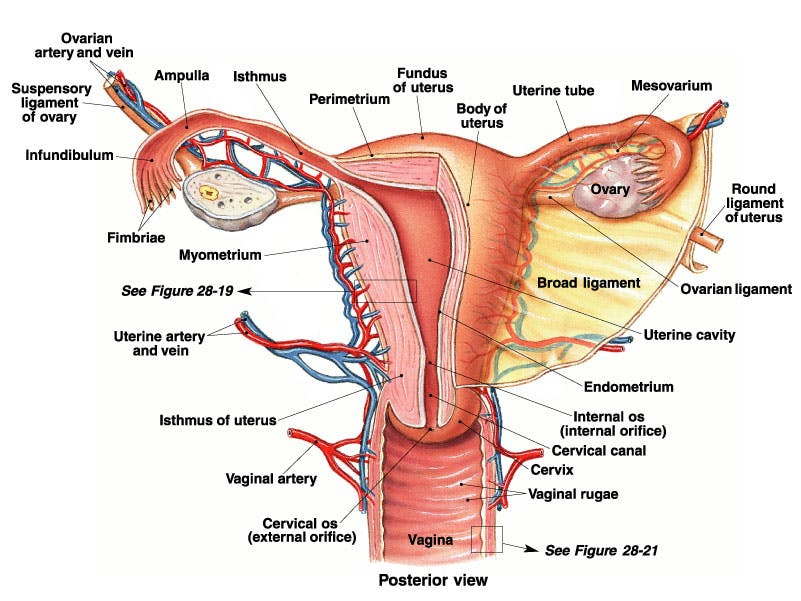 female-reproductive-system-drawing-55.jpg female-reproductive-system-drawing-55.jpg