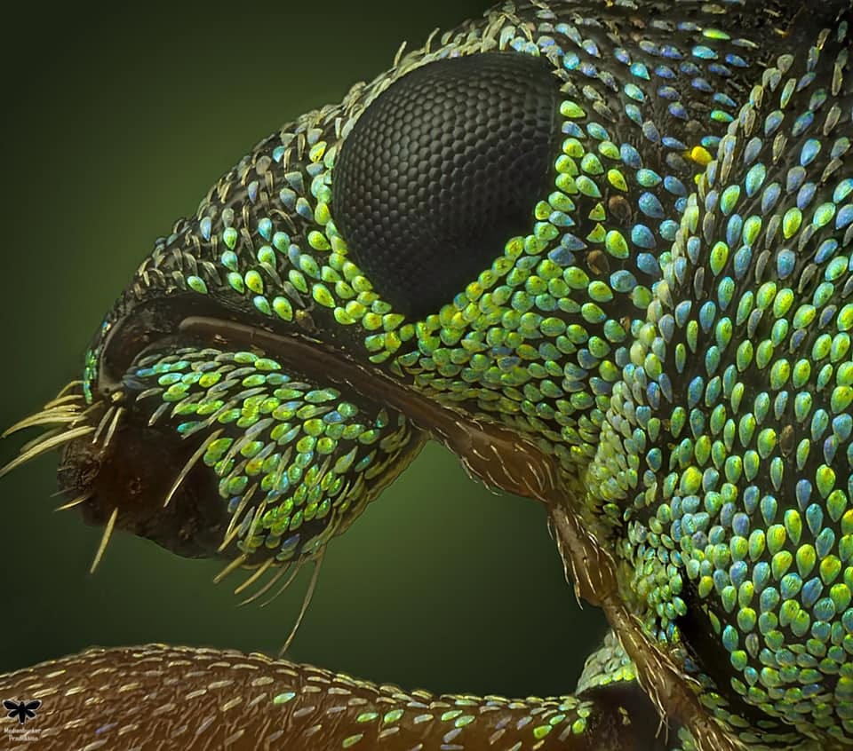 May be a close-up of nature