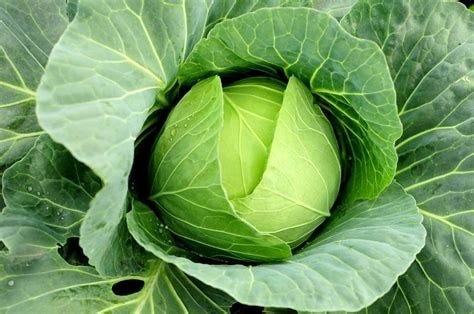 18 hortalizas para cultivar en otoño - ideas caseras parel hogar 18 hortalizas para cultivar en otoño - ideas caseras parel hogar