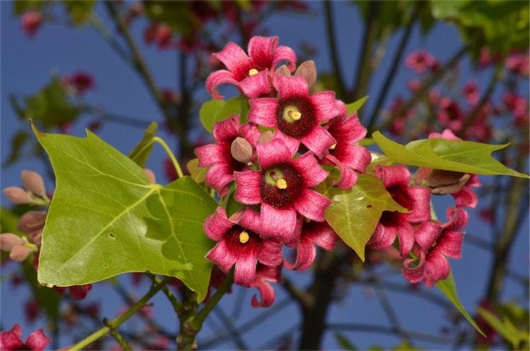 Brachychiton discolor [flowers - ATLAS - M. Fagg, 2012].jpeg