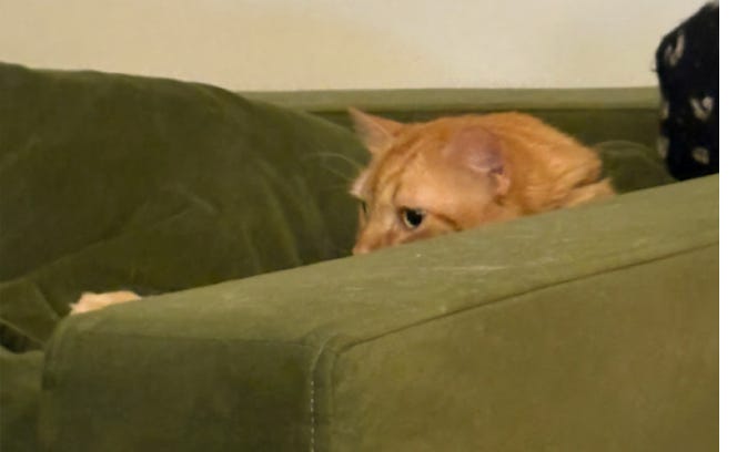 orange kitty with her face just visible over the arm of a couch. (you can see her paw a little further down too.) orange kitty with her face just visible over the arm of a couch. (you can see her paw a little further down too.)