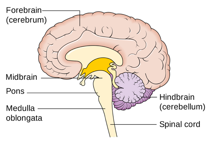 Snapshot: What is the pons? - National Ataxia Foundation