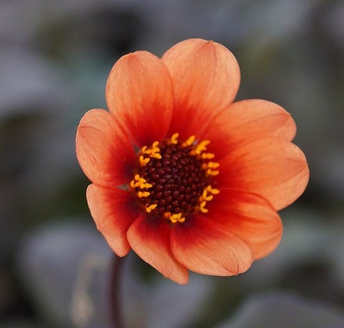 Dahlia Happy Single Date