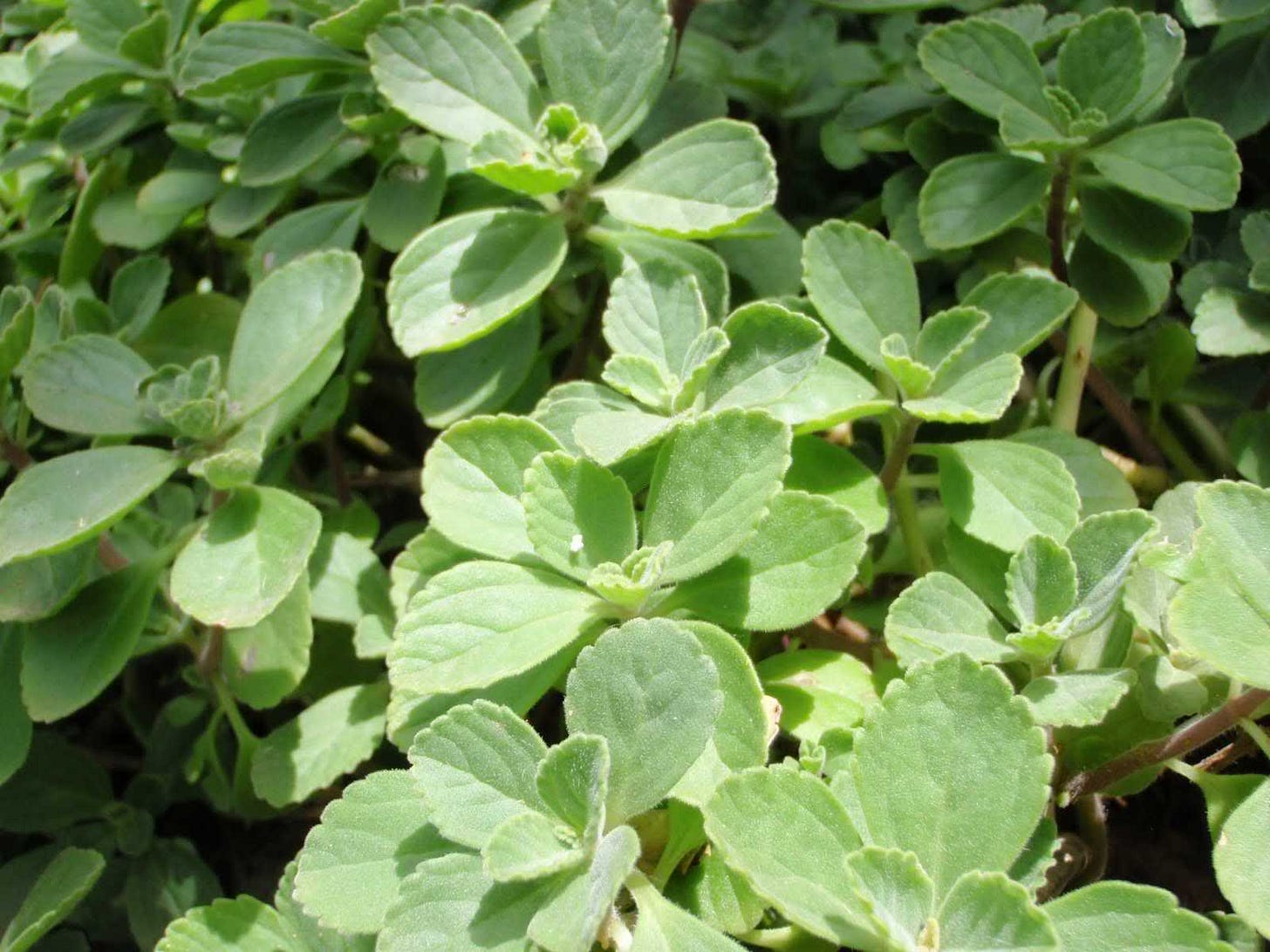 File:Plectranthus leaves.jpg - Wikimedia Commons