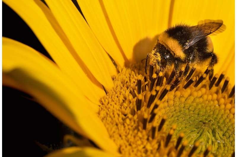 bumblebee