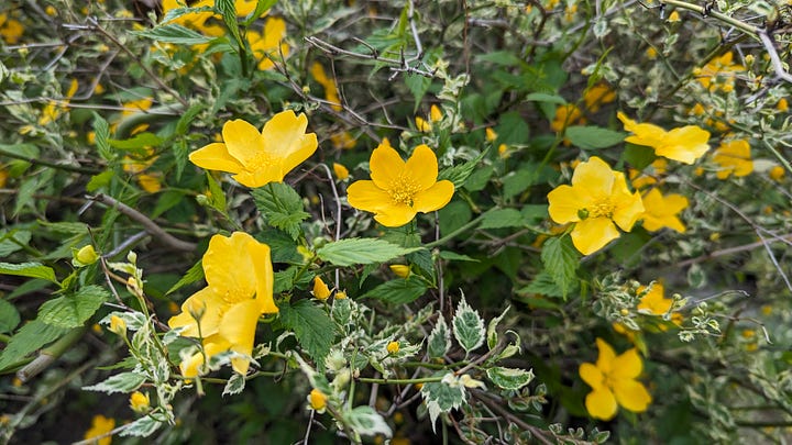 На зображеннях квіти та рослини: жовтого, фіолетового та рожевого кольору.
