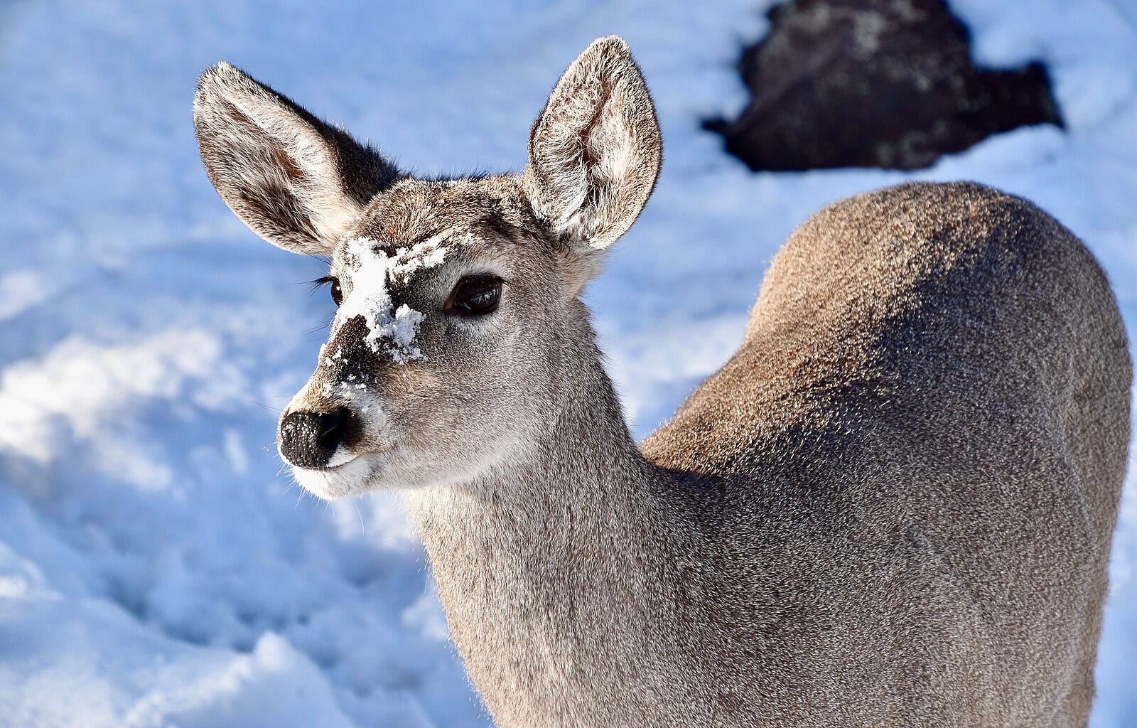 The Deer, They Are A-Changin' - by Jason Bittel