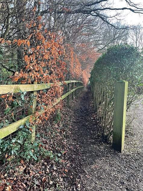 A clear brown path leading through think saplings; a stile with a yellow waymarker leading to a grassy patch of woodland; a narrow lane between orange leafed-trees on the left and neat hedging on the right