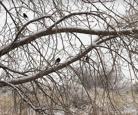 Orange sunrise, cow bone in field, robins in snowy tree