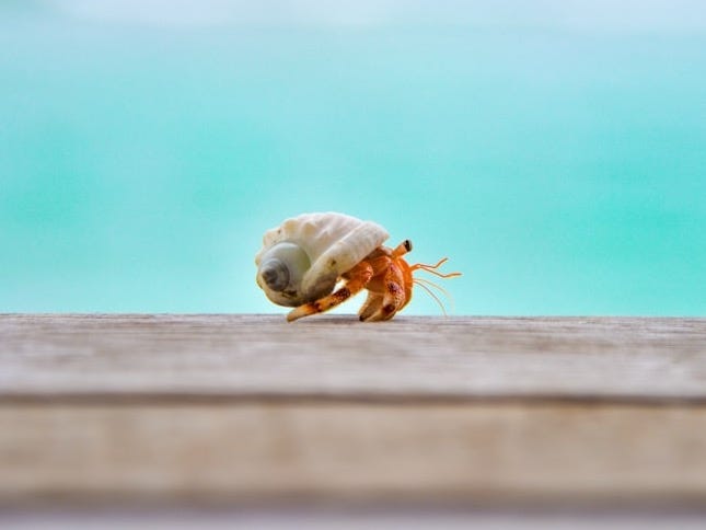 shallow focus photography of hermit crab on top of wood