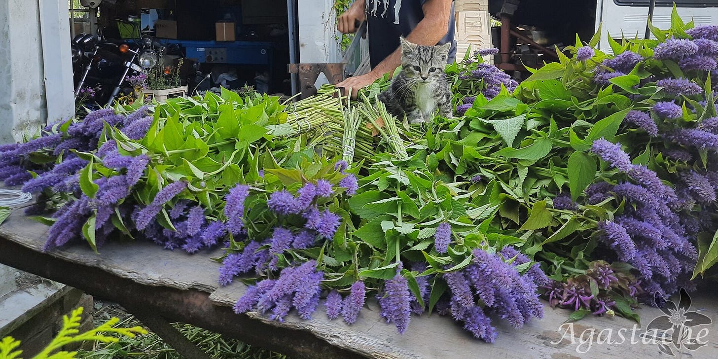 Summerflowers_flowerstory_Agastage_2025 Agastage - Photo of a kitten sitting between freshly cut, blue Agastage flowers
