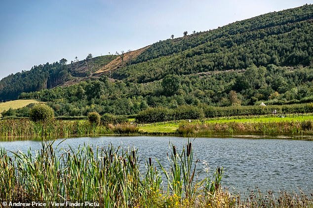 Speaking to Mailonline this week, Mr Legge-Bourke was candid about his interest in securing a deal to install turbines on Aberedw Hill (pictured)