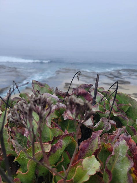 La Jolla San Diego Fog