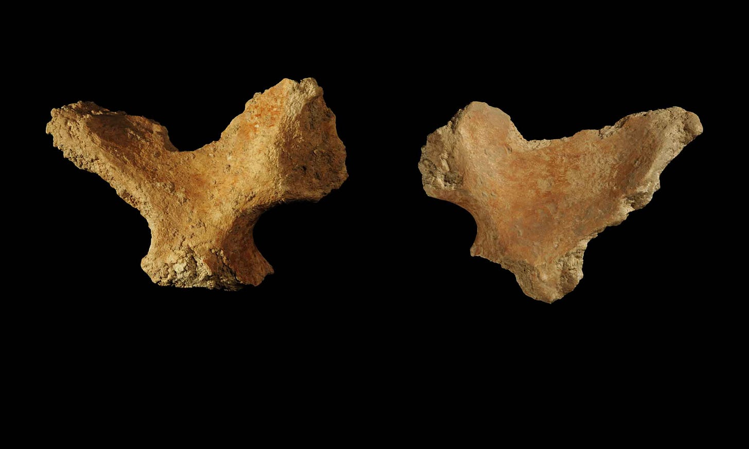 Guattari 8 and 10 hip bones