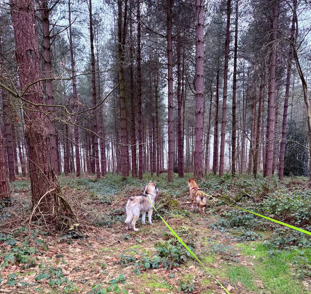 wolf dogs in the forest, uk