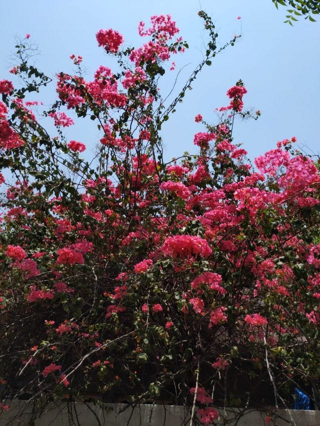 Pink bougainvilla in full bloom against the blue sky. Pink bougainvilla in full bloom against the blue sky.