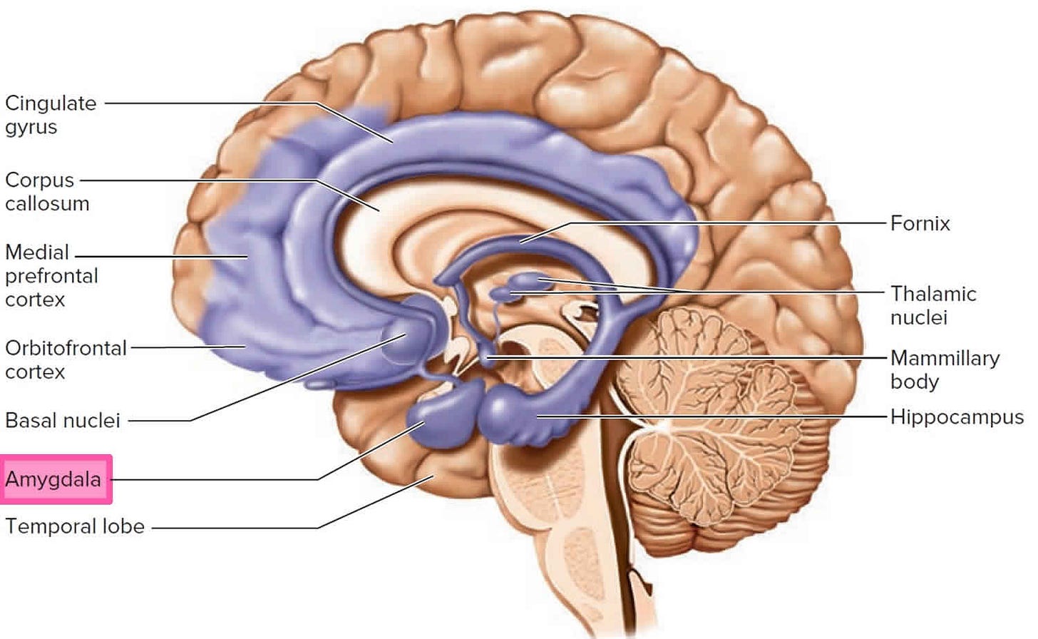 Shrek Science The Behavorial Neuroscience of Shrek - by rén ross