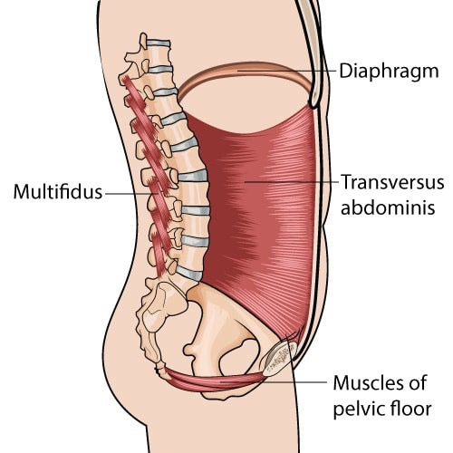 Pelvic Floor and Trunk Musculature