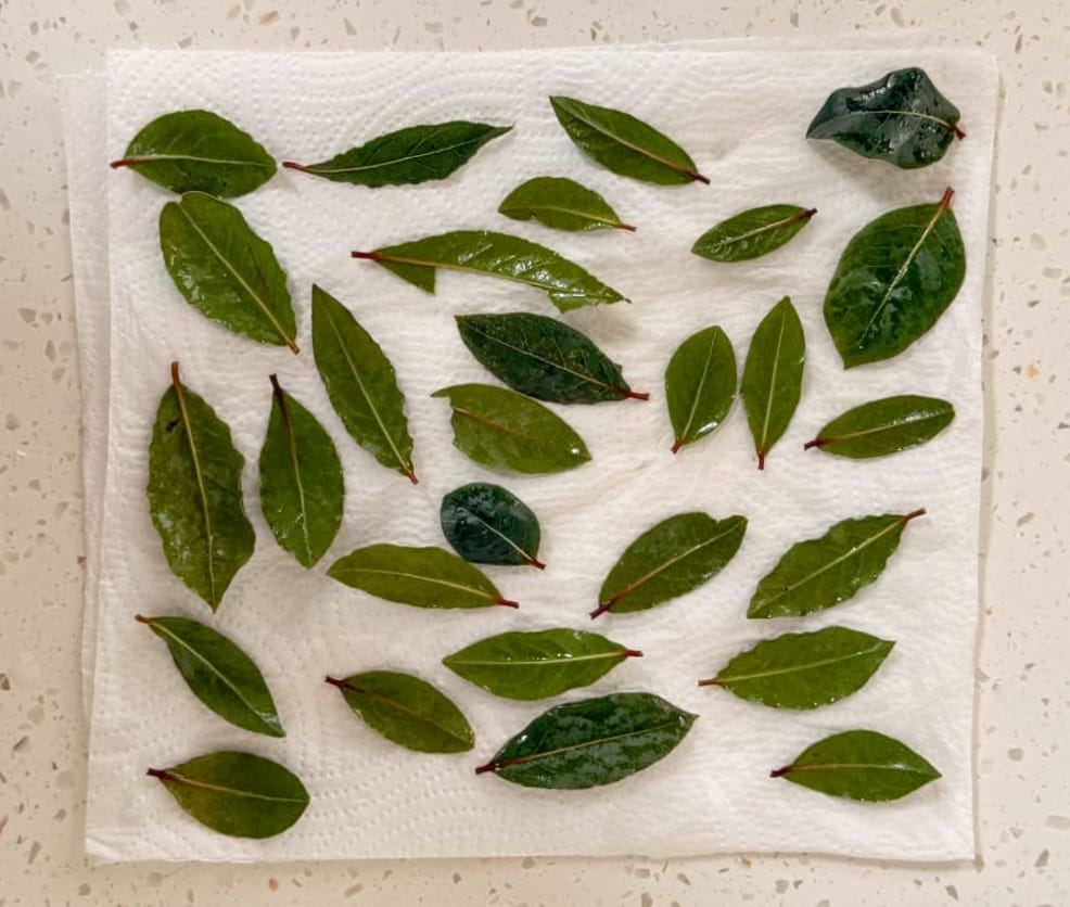 Bayleaves drying on a table Bayleaves drying on a table