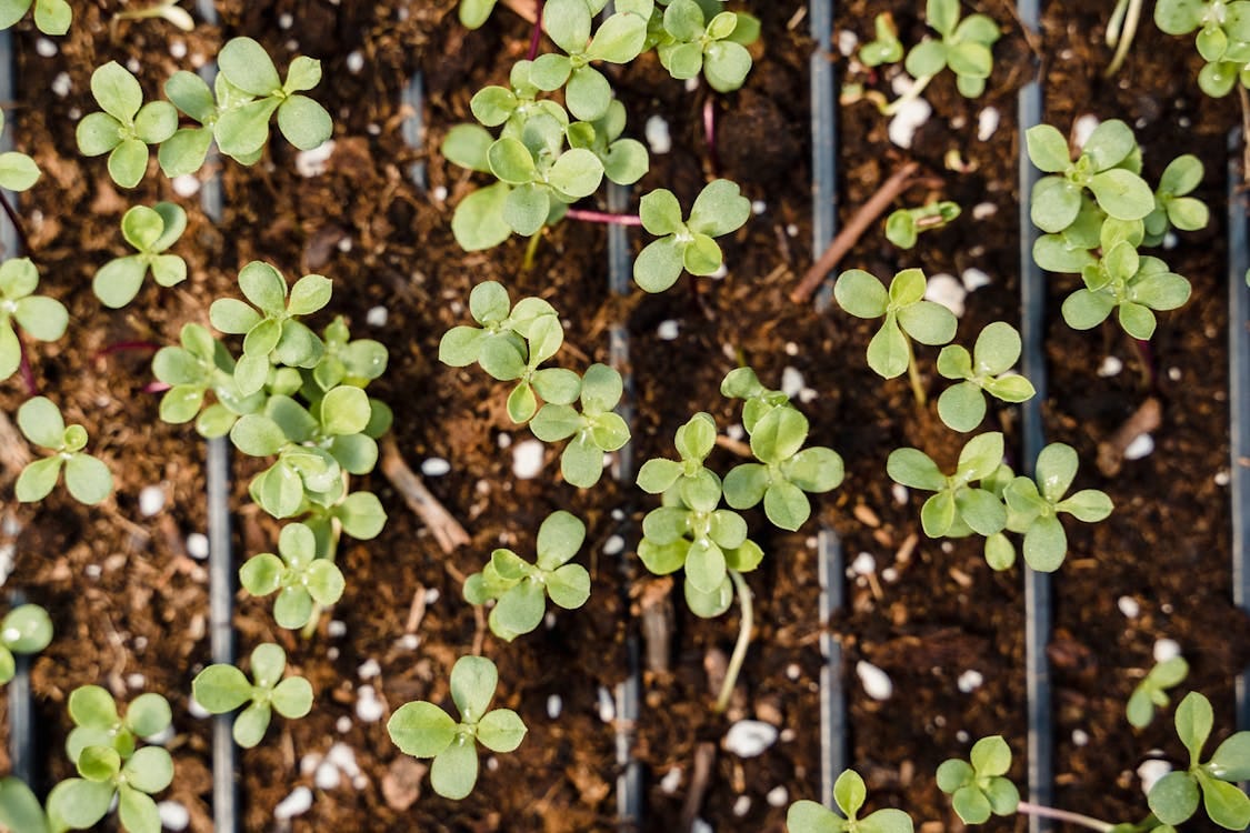 Free Close-up of green seedlings sprouting in nursery trays, showcasing fresh growth. Stock Photo