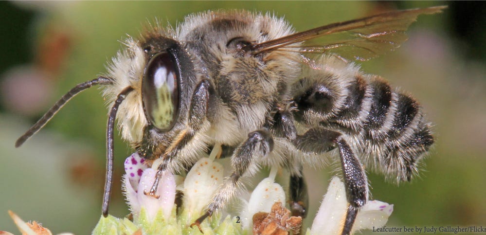 Image of leaf cutter bee. Image of leaf cutter bee.