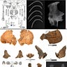 Anthropology.net