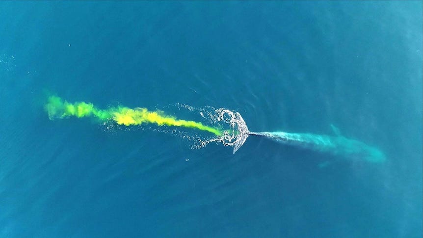 Blue whale, world's largest animal, caught on camera having a poo - ABC News Blue whale, world's largest animal, caught on camera having a poo - ABC News
