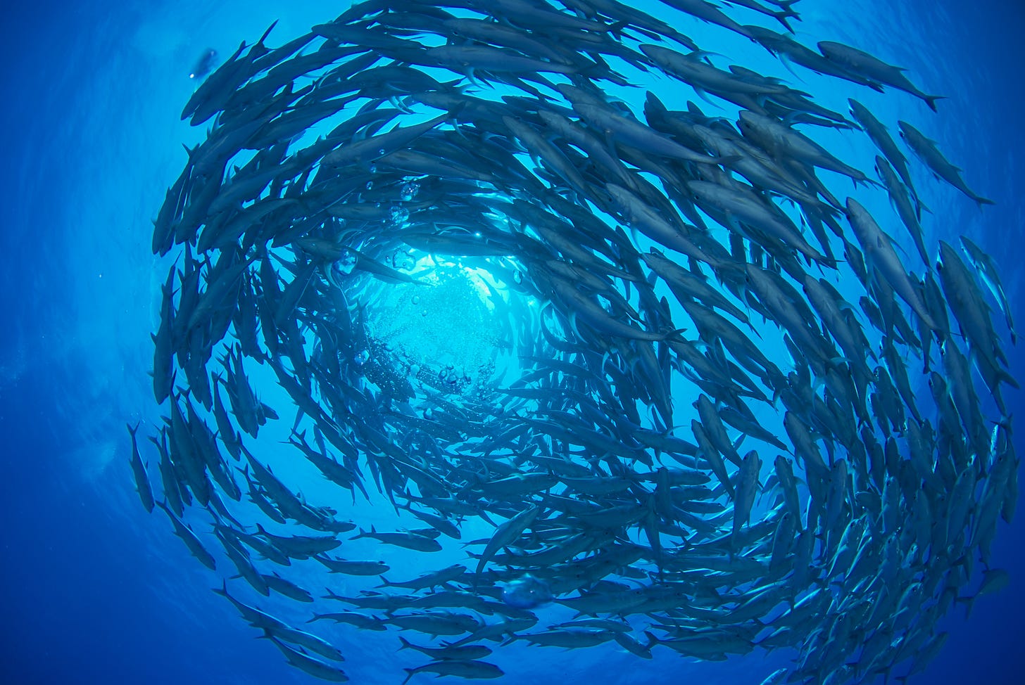 The maths of the shoal - University of New England (UNE) The maths of the shoal - University of New England (UNE)