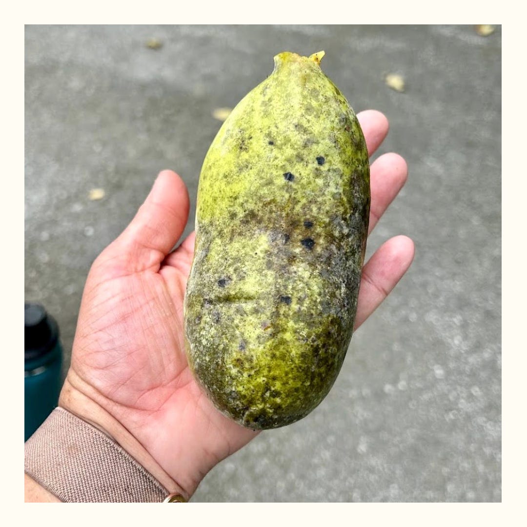 A pawpaw the size of a woman's hand. It is exceptionally ripe, as noticeable by the dark spotting