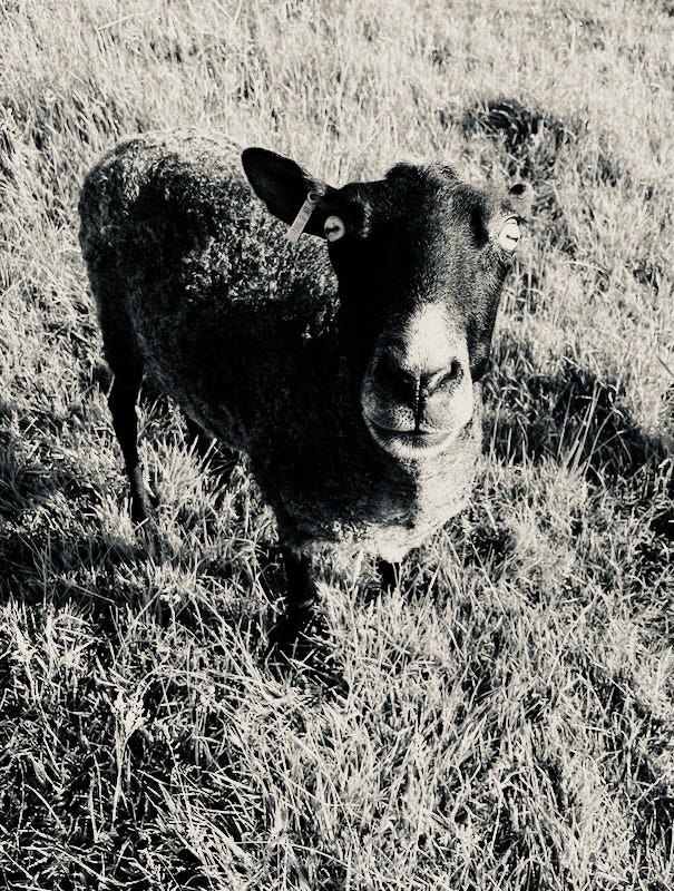 a shorn Gotland ewe in a field.