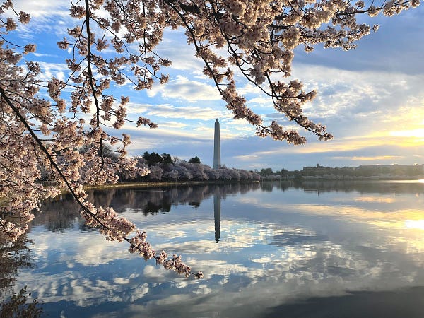 Clusters of white flowers growing on trees lining a calm pond under a cloudy sunrise sky.
