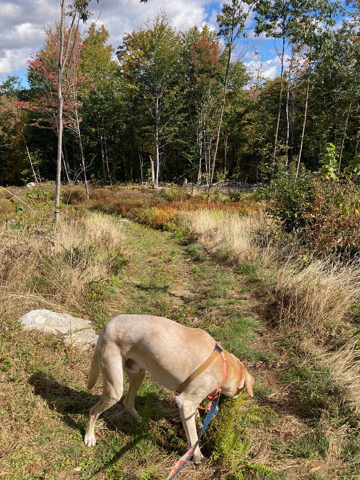 a tall dog, horse in a sun beam
