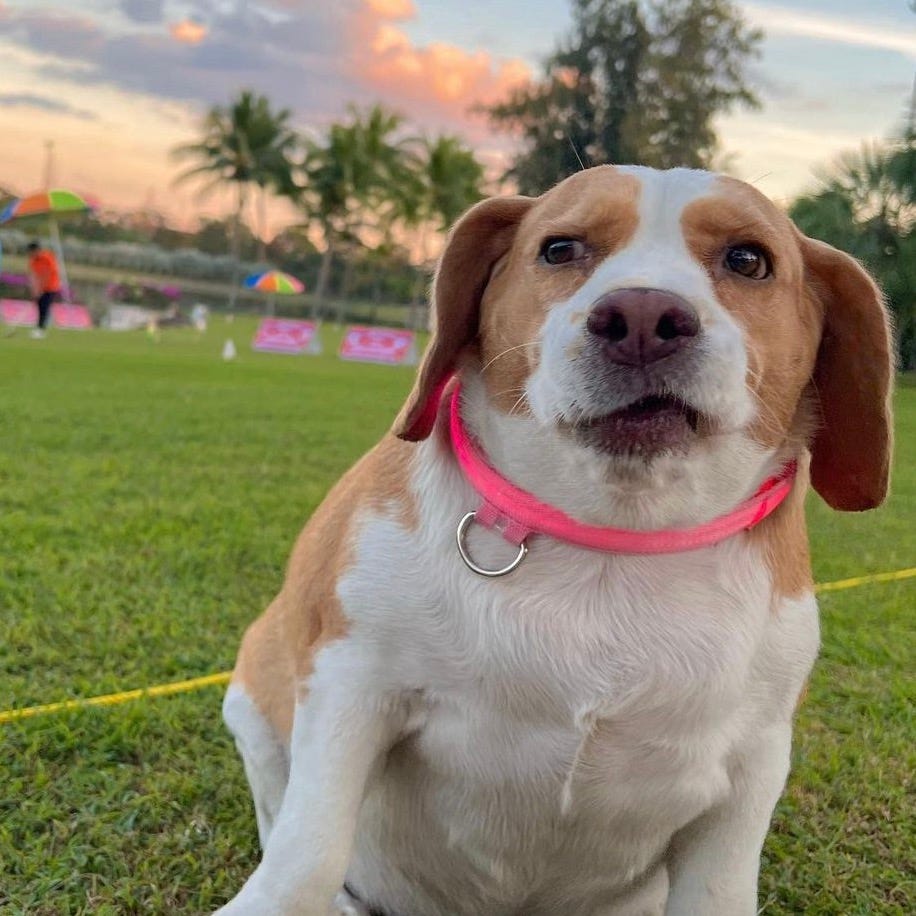 recipes for disaster 