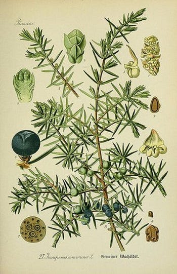 Show 243: Juniper