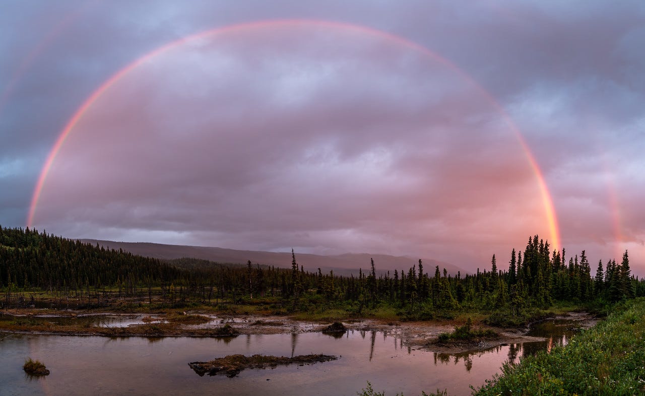 A broad rainbow arcs almost fully across a pastel pink and grey twilight sky, a faint second bow just visible at right. Below it, black spruce and willow ring a marshy basin of still ponds and mudflats that mirror the pink light, with low forested hills and dark mountains along the horizon.