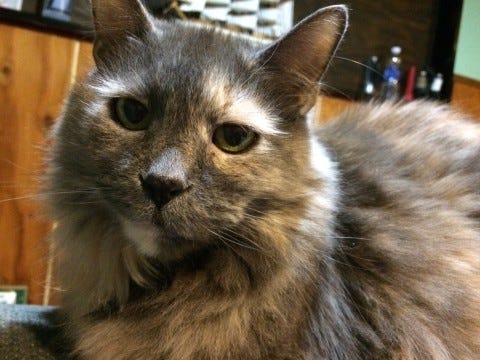 Aria Aging Cats Aria Aging Cats