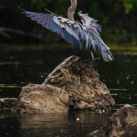 The Blue Heron