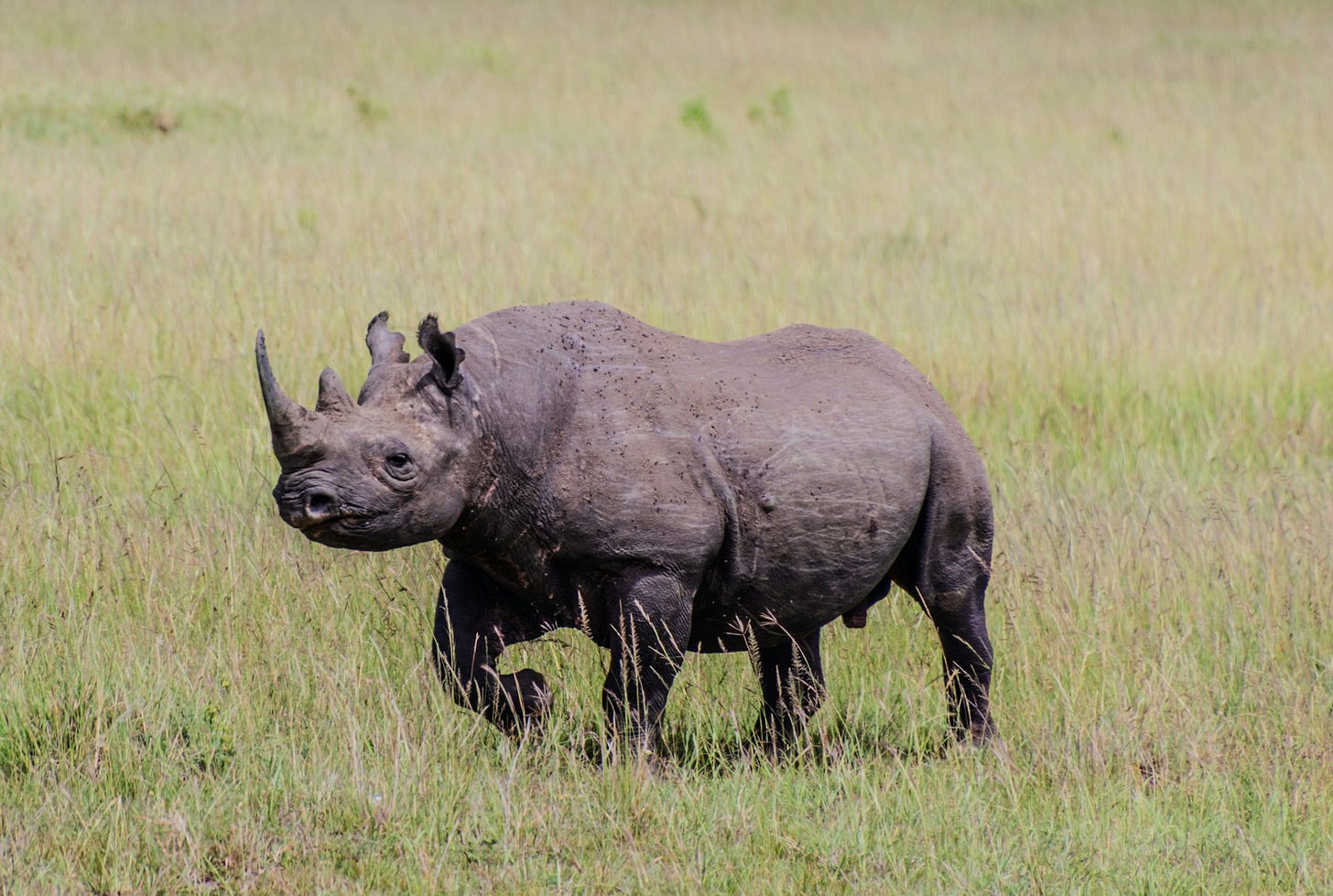 a rhinoceros standing in a field of tall grass a rhinoceros standing in a field of tall grass