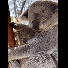 The 10 Cutest Dachshunds Kamala Harris Refused To Pick As Her Running Mate! Tabs, Tues., Aug. 6, 2024