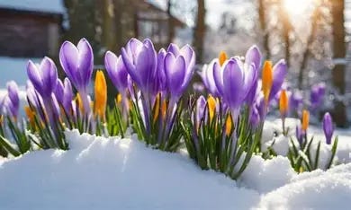 Image result for spring flowers in snow public domain images Image result for spring flowers in snow public domain images