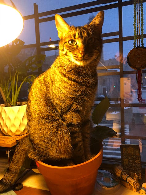 Top right hand corner, going clockwise, is Watson, a sneaky Tabby cat hiding among some plants in a window sill; then you have Jess, a white woman with glasses, holding a small house plant with yellow stripes on its leaves in her hands while another dangles in the window; next is Kim, an asian woman, holding another but larger tabby cat, Charlie, while sitting on a gray couch with plants covering the table in front of her, along with a laptop; next is Watson again, sitting in a pot; bottom-center you see more plants hanging from a window and two more plants flanking the sides of the window; and last many different plants, spiky, tall and leafy in a window sill overlooking a corner bodega.