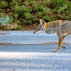 Success of Pet Abatement Program in Belvedere Spurs Calls for National Coyote Rollout 