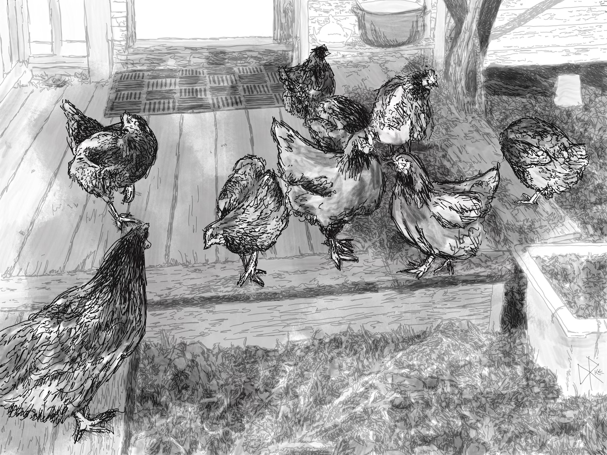 A flock of chickens gather on a porch, exploring some dried grass and mulch. Sketch art by Don Rice.