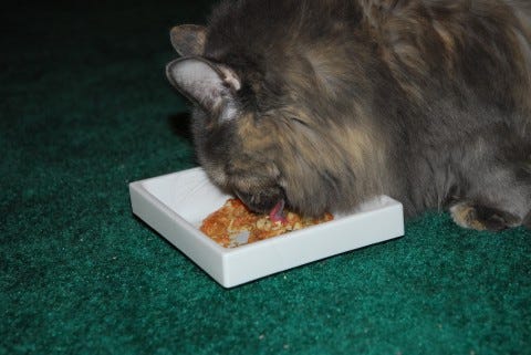 Aria_Eating_Regular_Vomiting_in_cats Aria_Eating_Regular_Vomiting_in_cats